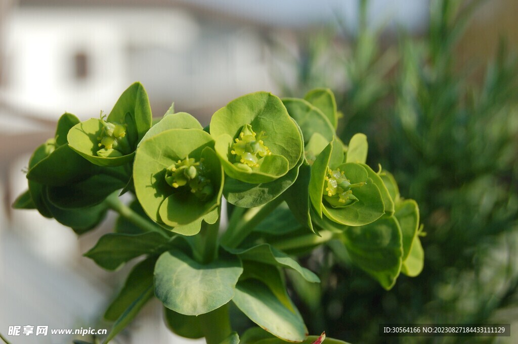 绿叶植物