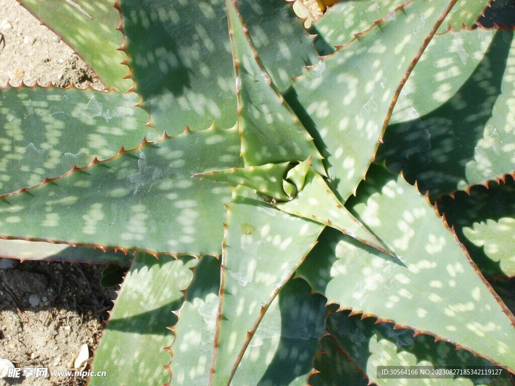 芦荟绿植