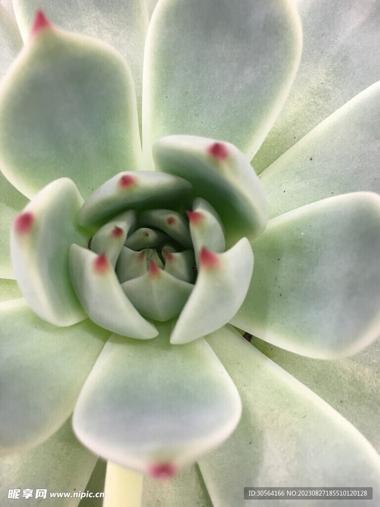 多肉植物