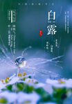 节气白露