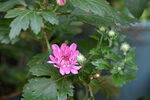 红菊花