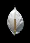 花烛