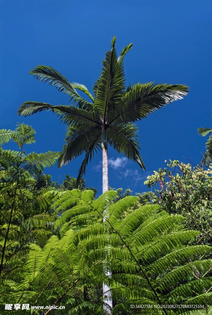 热带树林椰子树