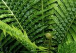 阙类植物叶子