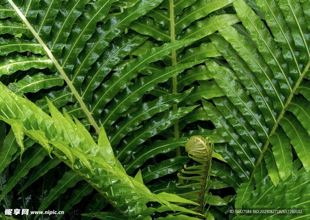 阙类植物叶子