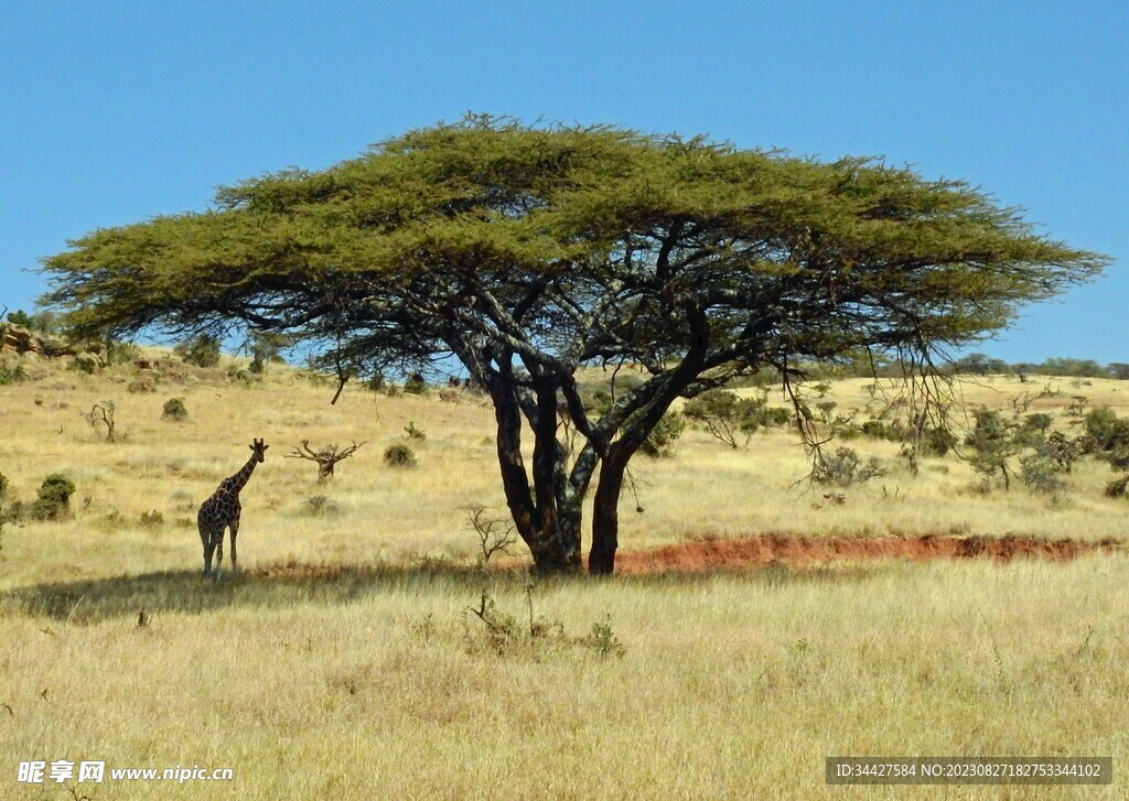草原里的长颈鹿