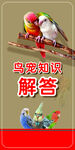 鸟宠海报