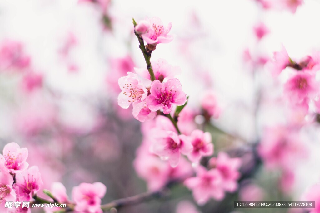 桃花