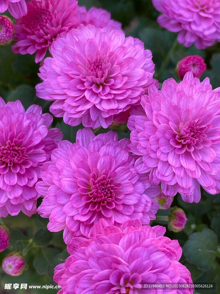 菊花