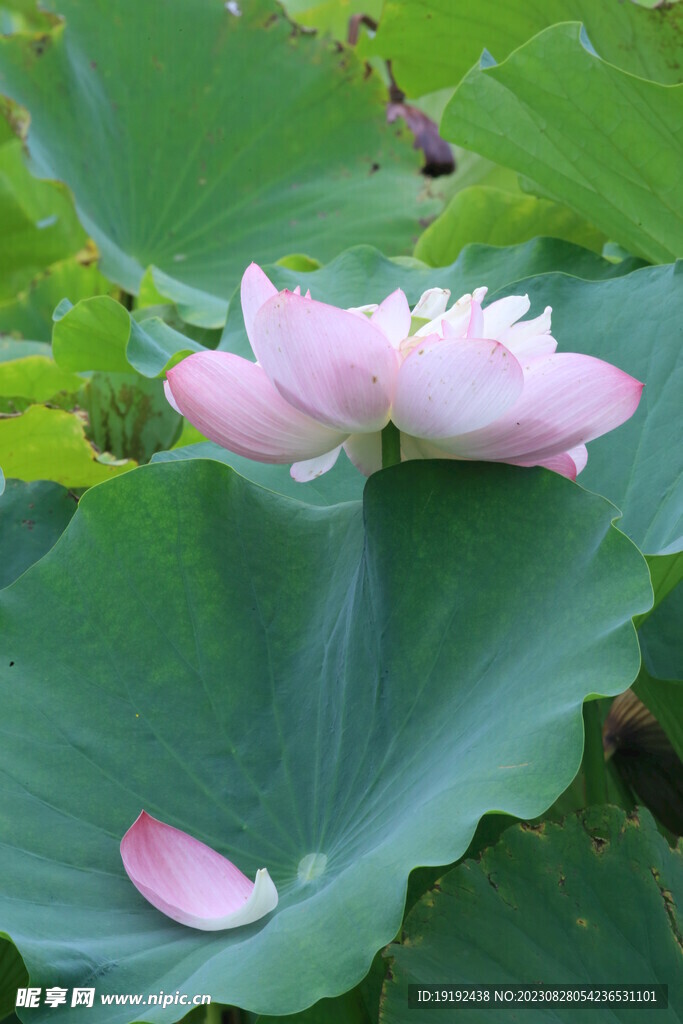 荷花荷叶