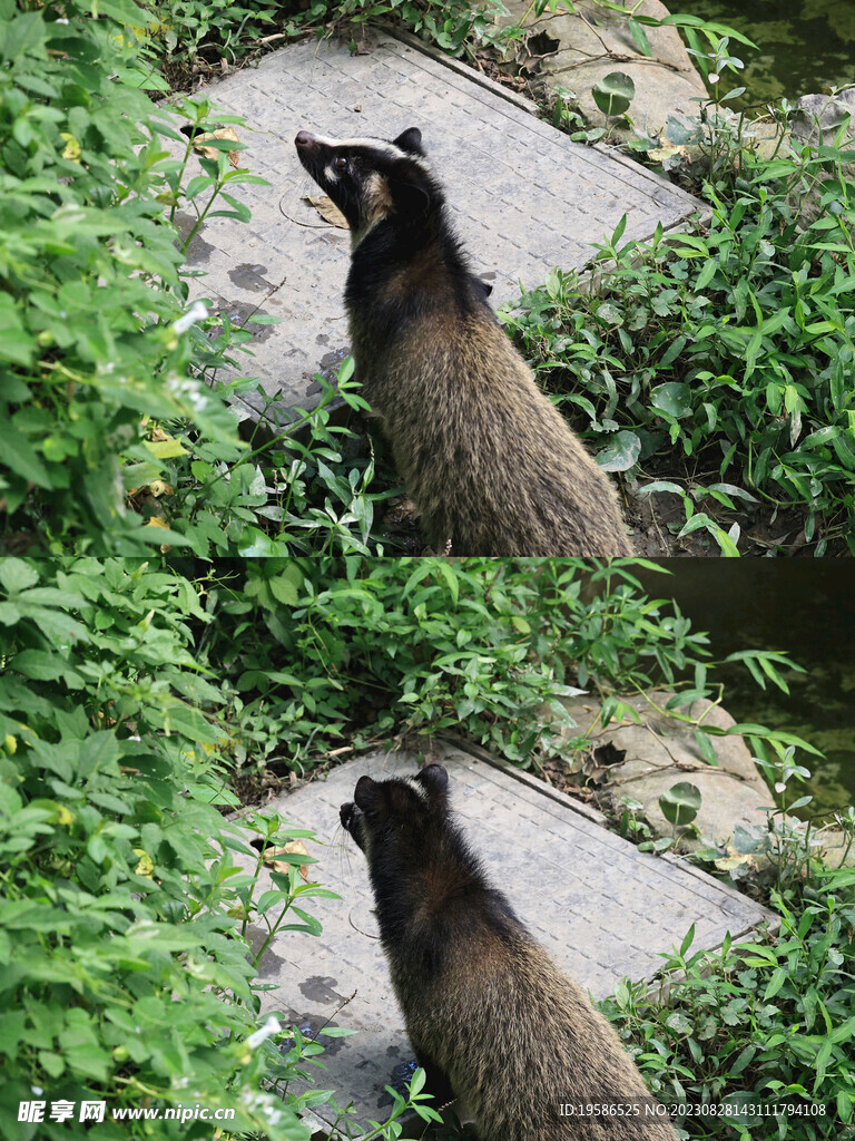 果子狸