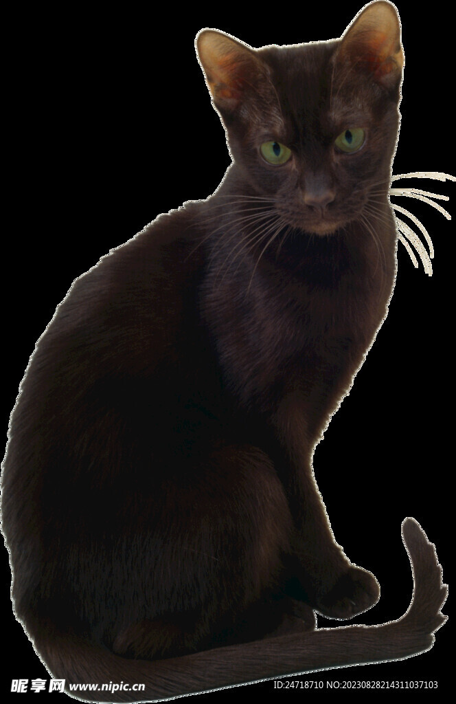 猫