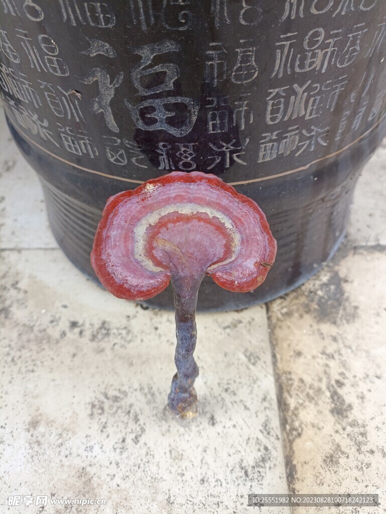 灵芝