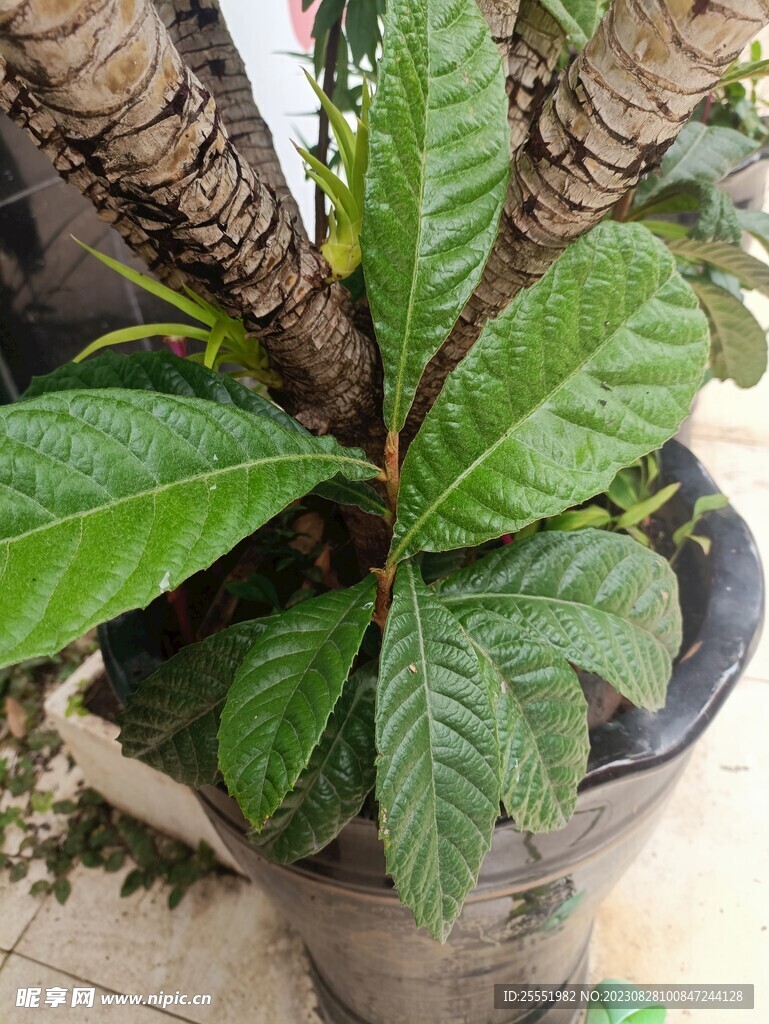 枇杷树
