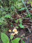 鸡油菌