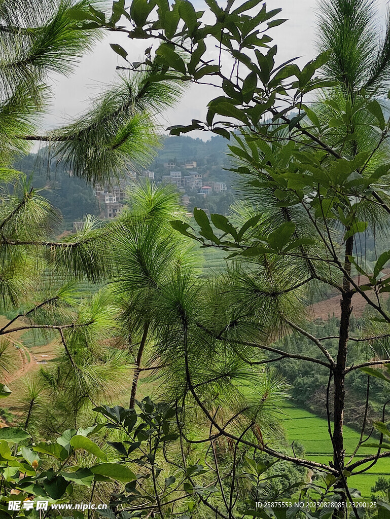 松树叶