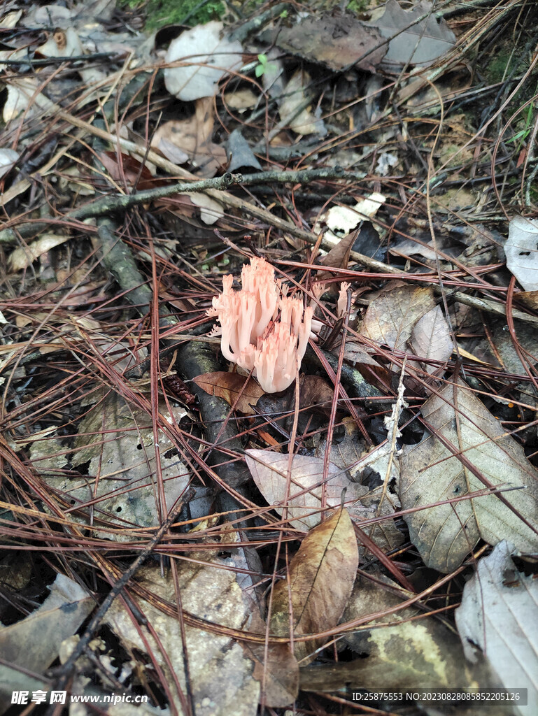 扫把菌