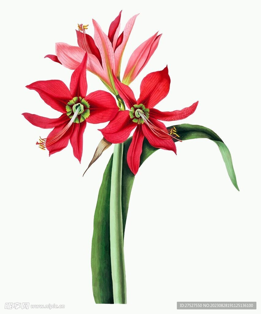 花 