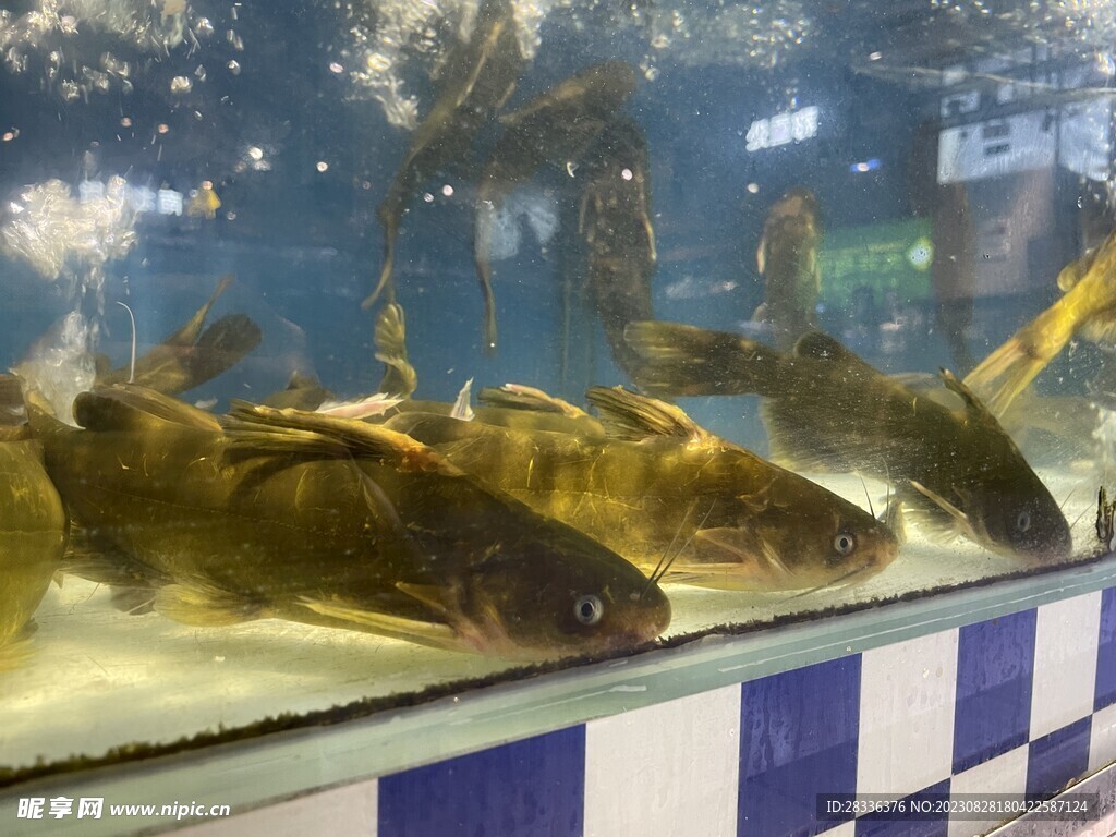 超市黄蜂鱼黄骨鱼