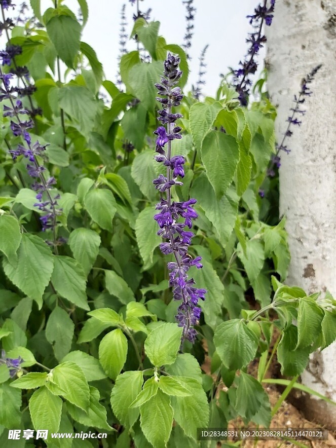 蓝花鼠尾草