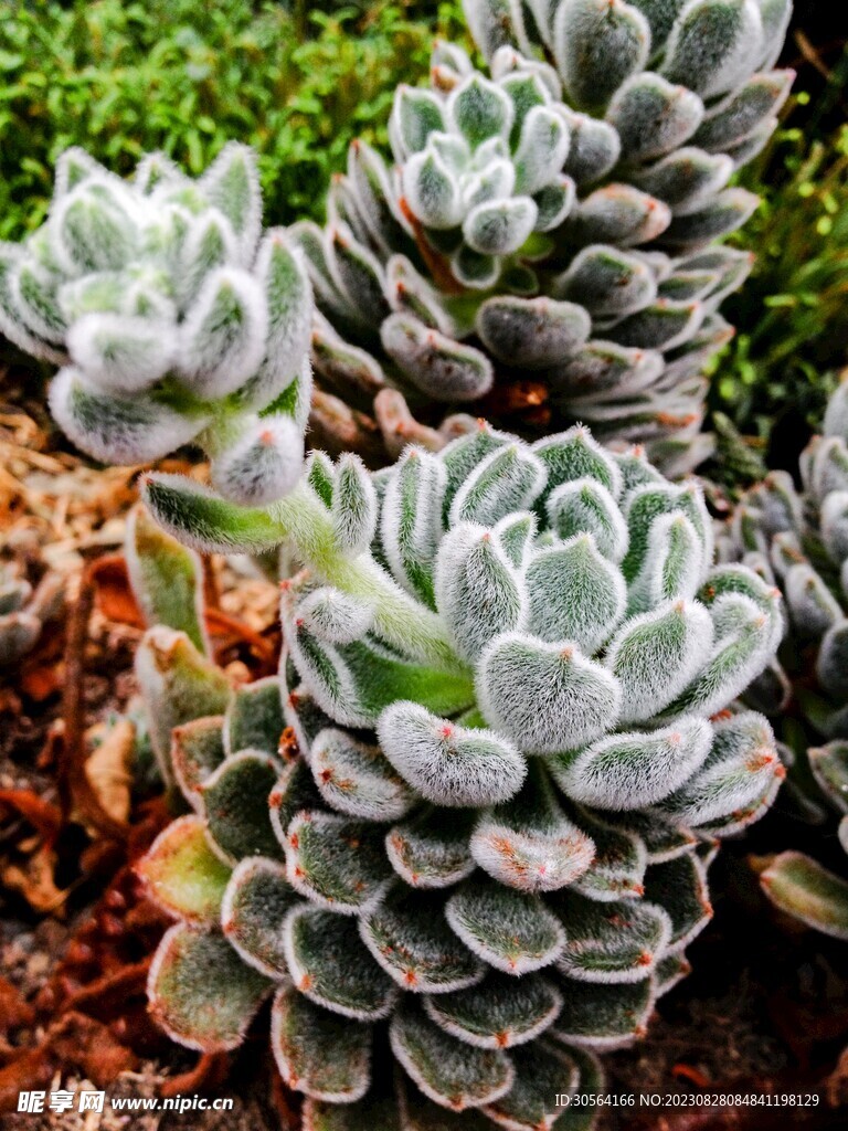 多肉植物