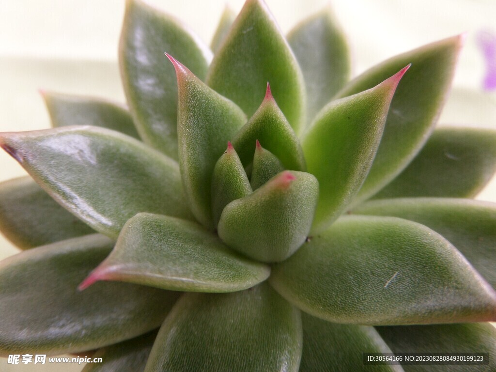 多肉植物