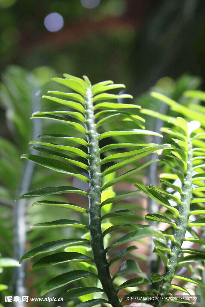 绿植绿叶