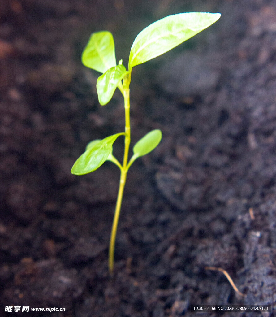 绿植绿叶