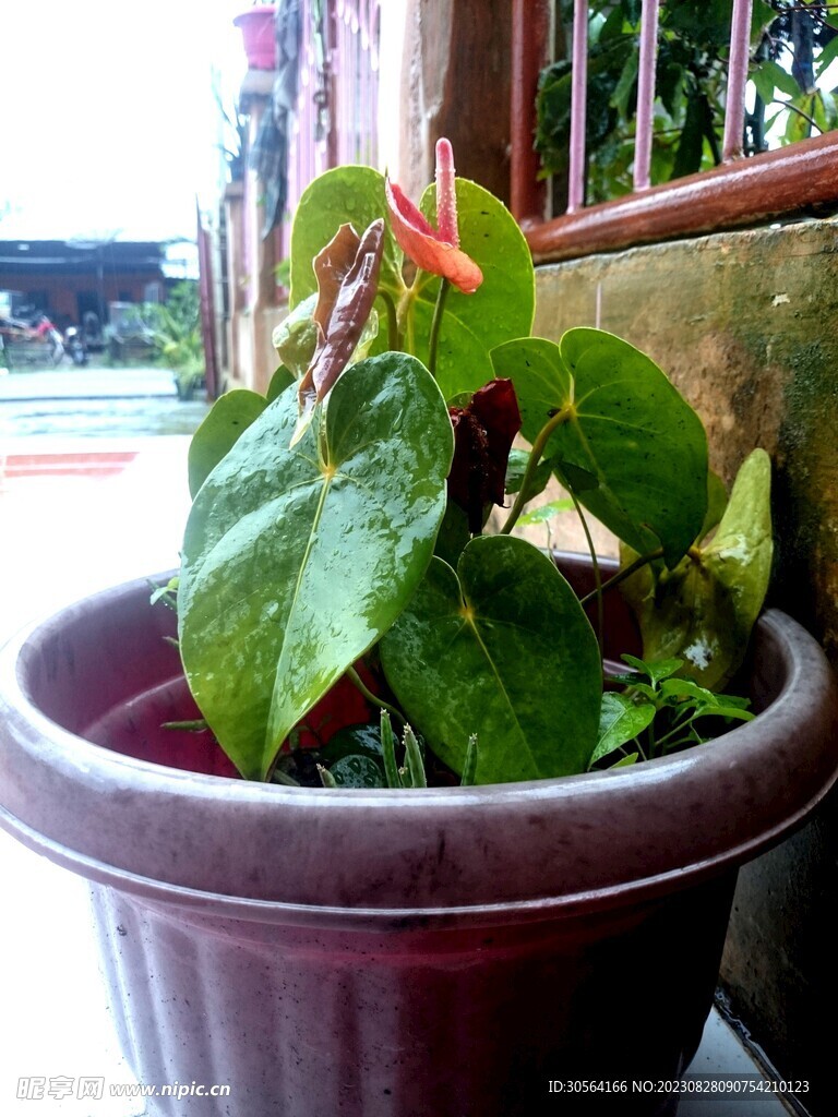 绿植盆栽