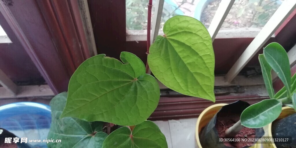 绿植绿叶