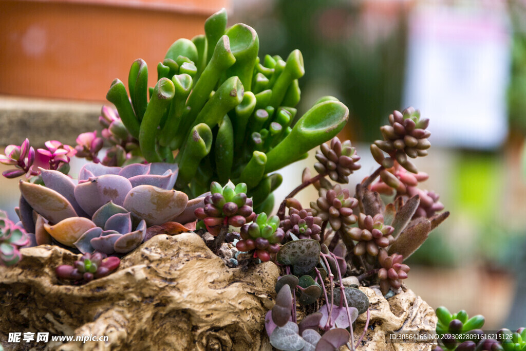 多肉植物