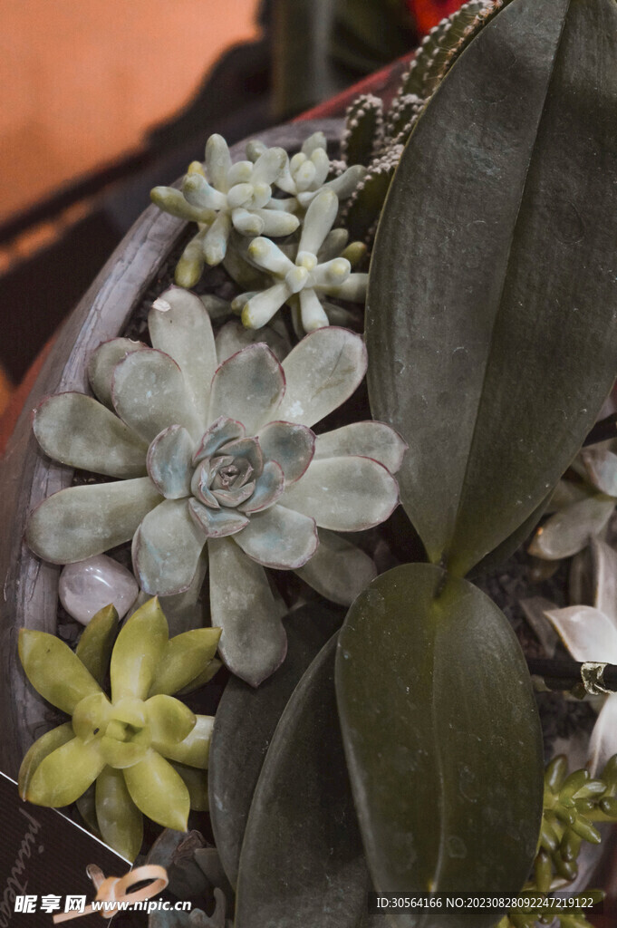 多肉植物