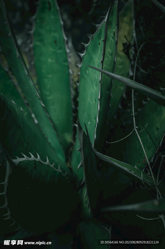 芦荟绿植