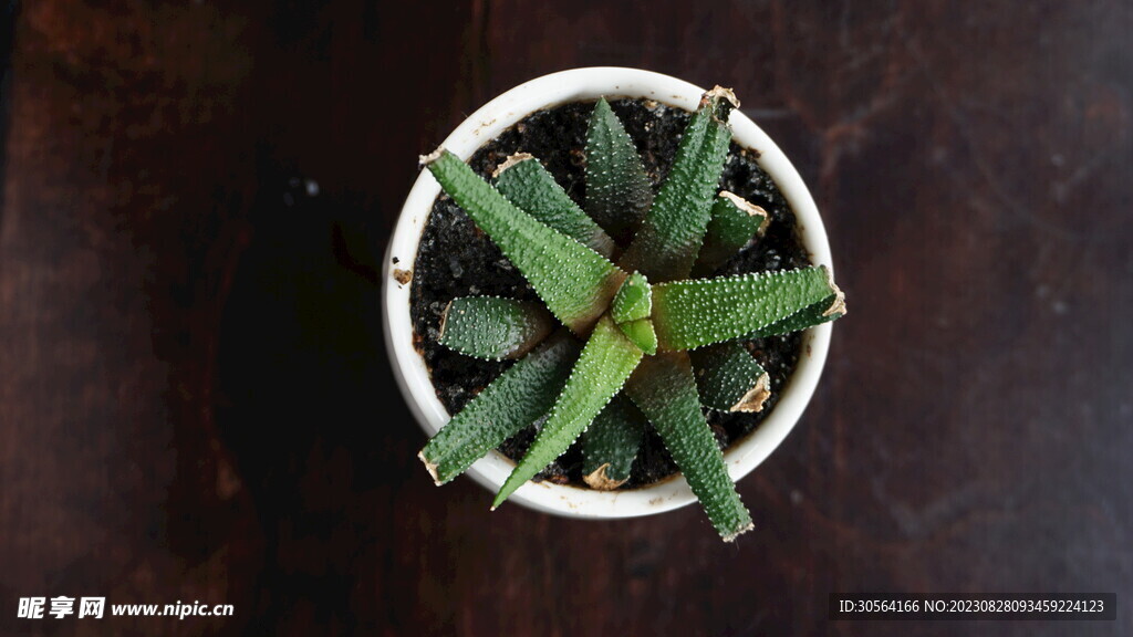 芦荟植物