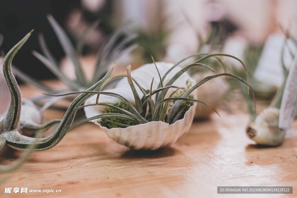 盆栽植物