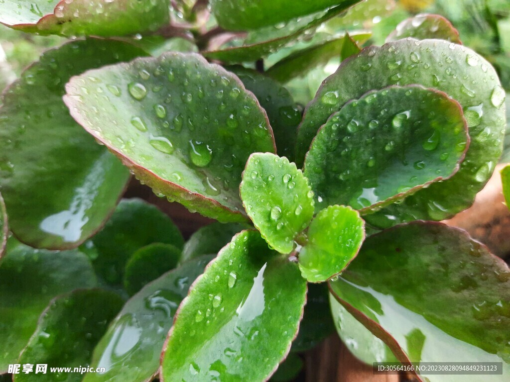 多肉植物