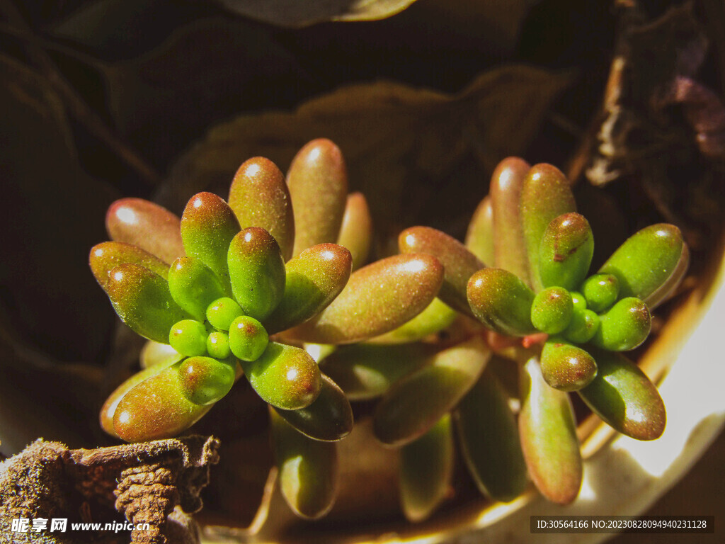 多肉植物
