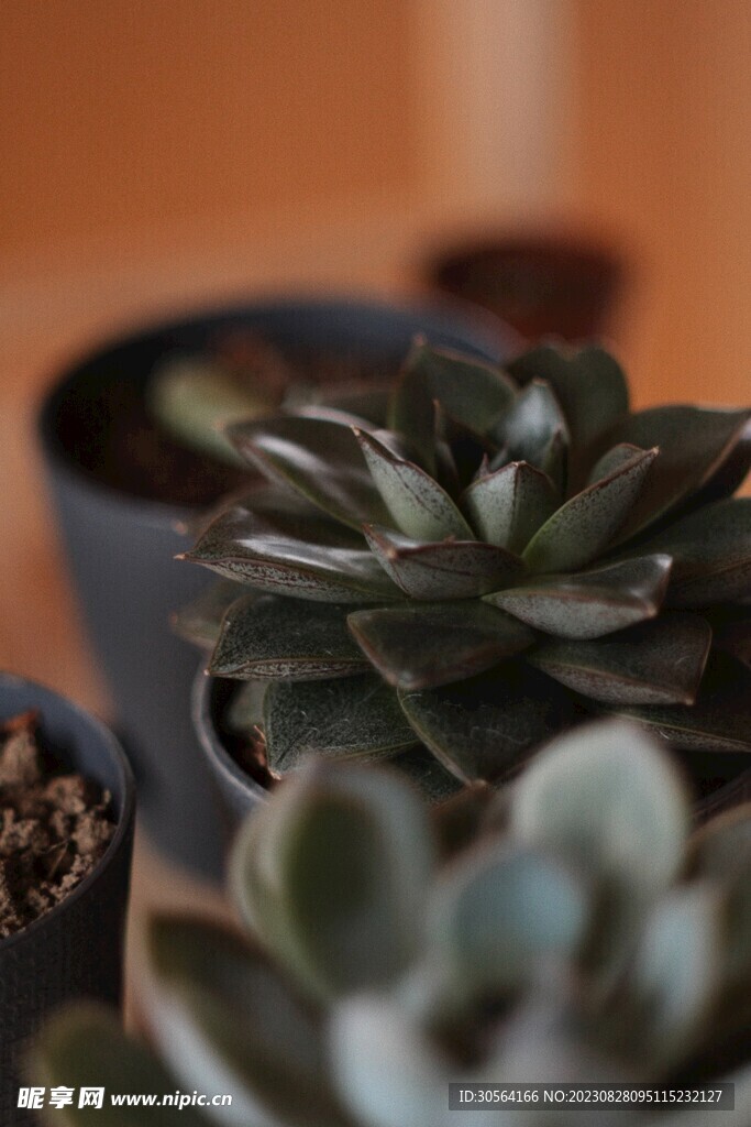多肉植物
