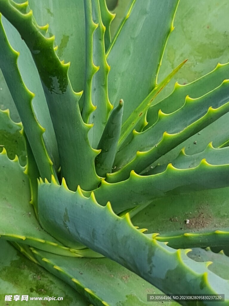 芦荟绿植