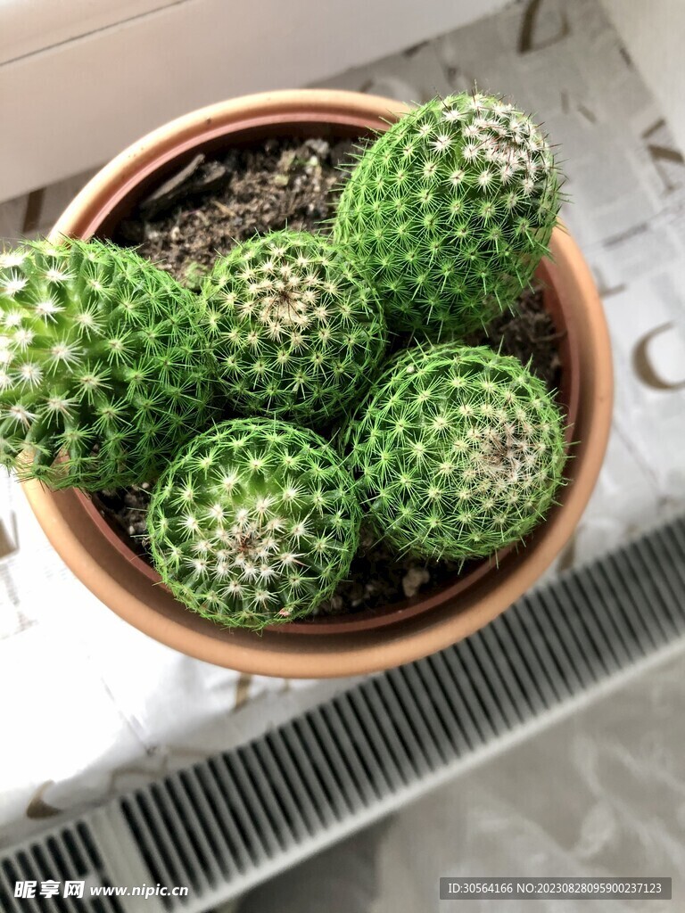 仙人掌植物