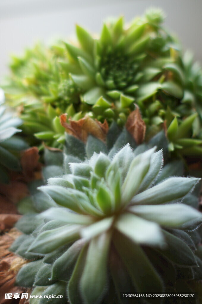 多肉植物