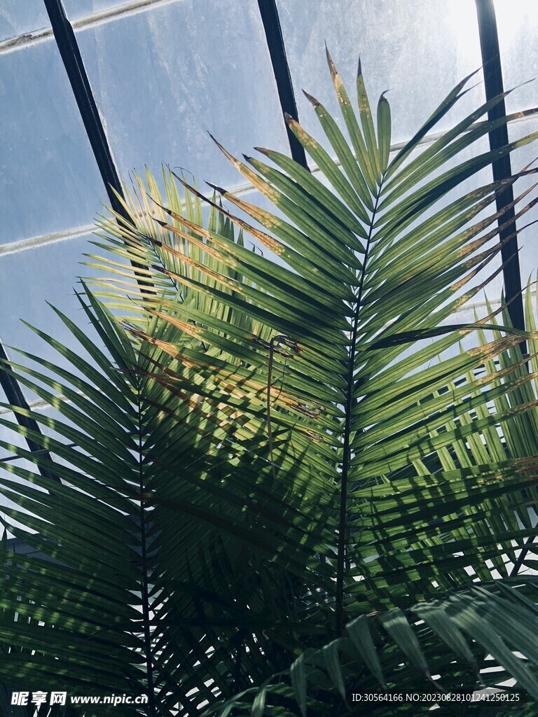 绿叶绿植