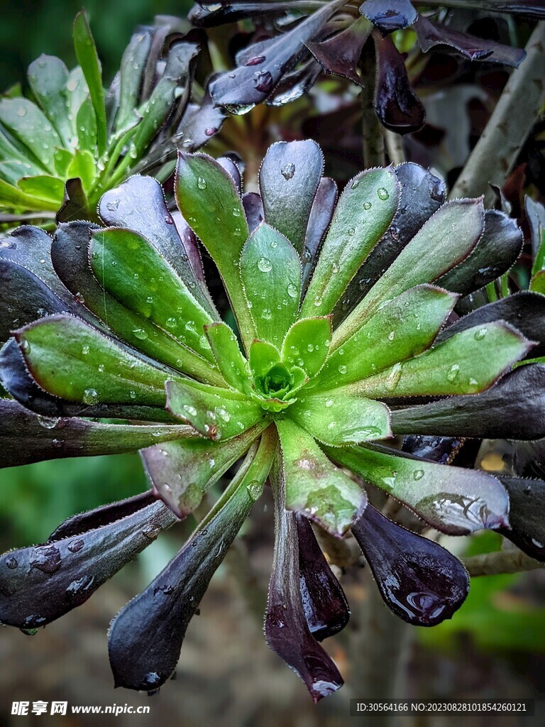 多肉植物