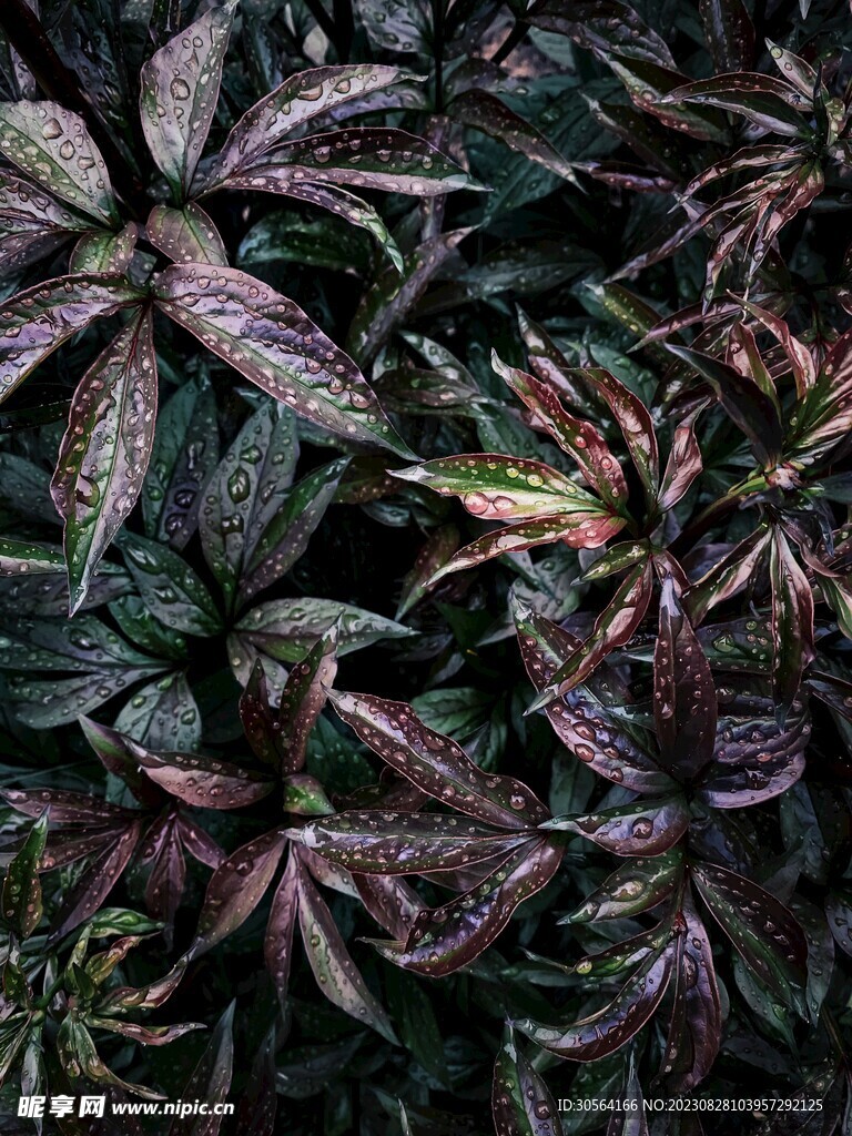 植物绿植