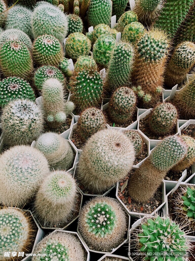 仙人掌植物