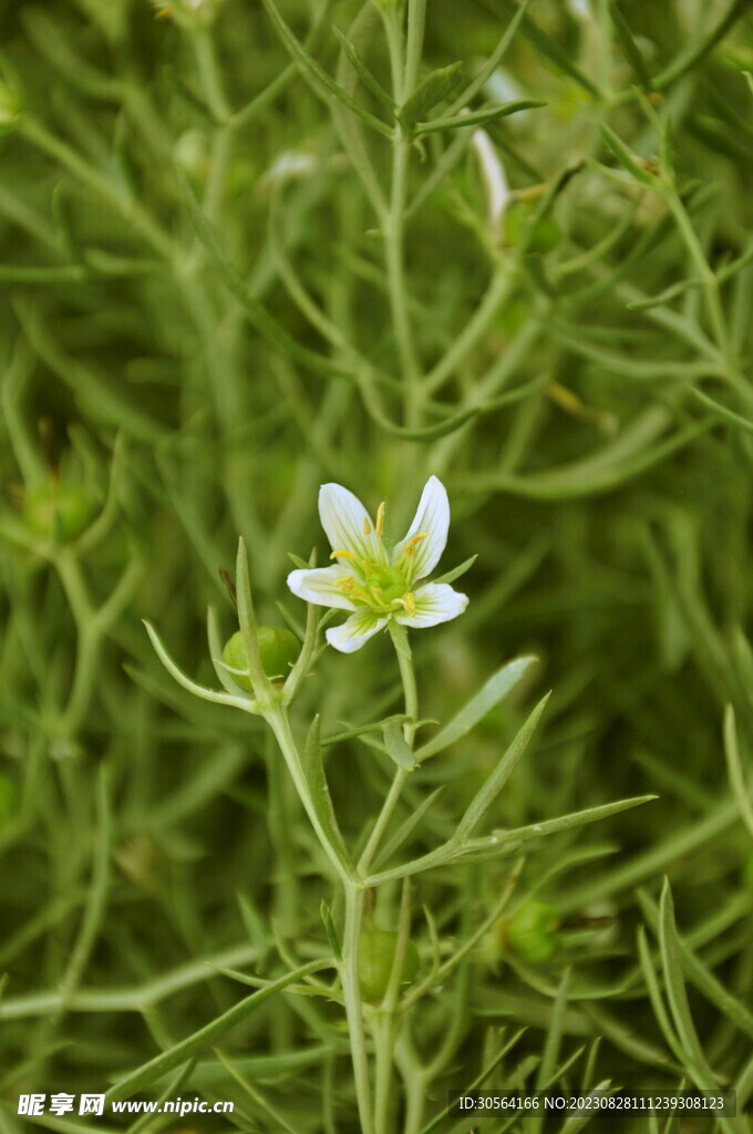 绿叶小花