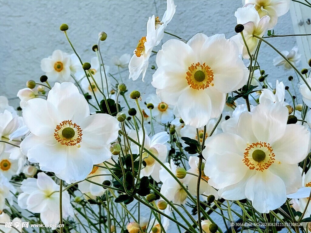 小花绿植