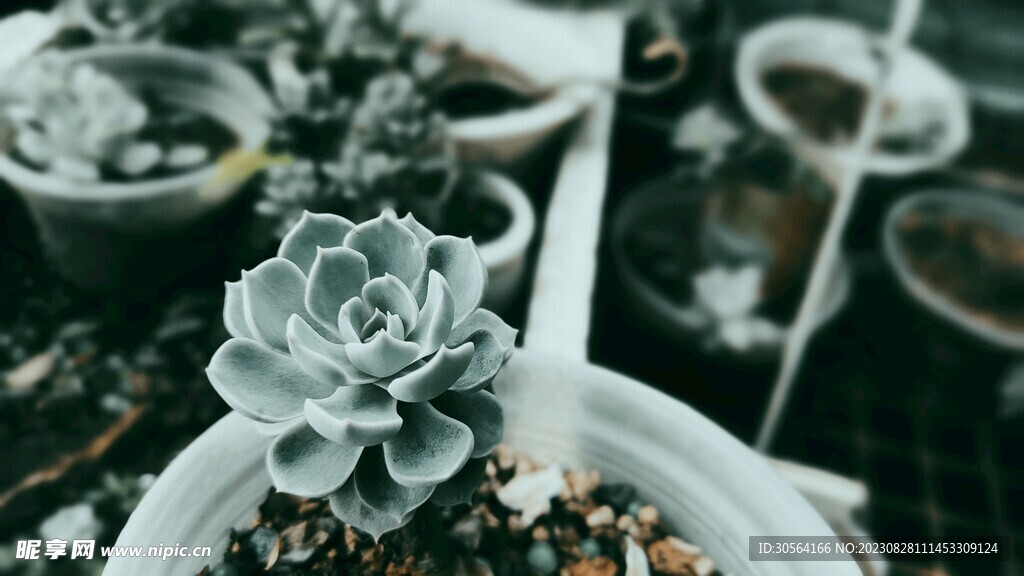 多肉植物