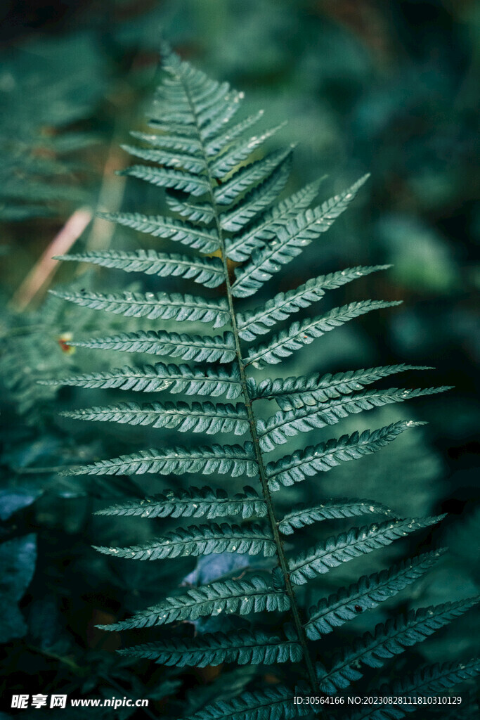 绿叶绿植