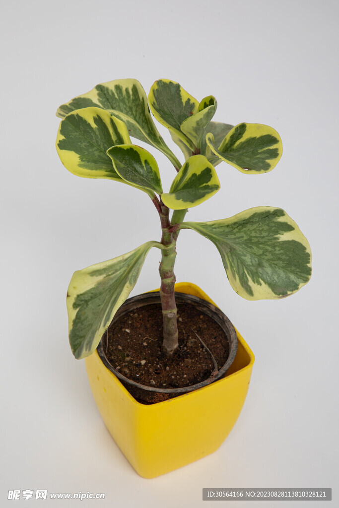 盆栽植物